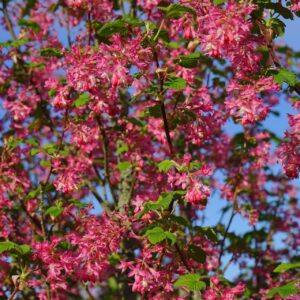 Ribes Sanguineum King Edward VII (potplanten)